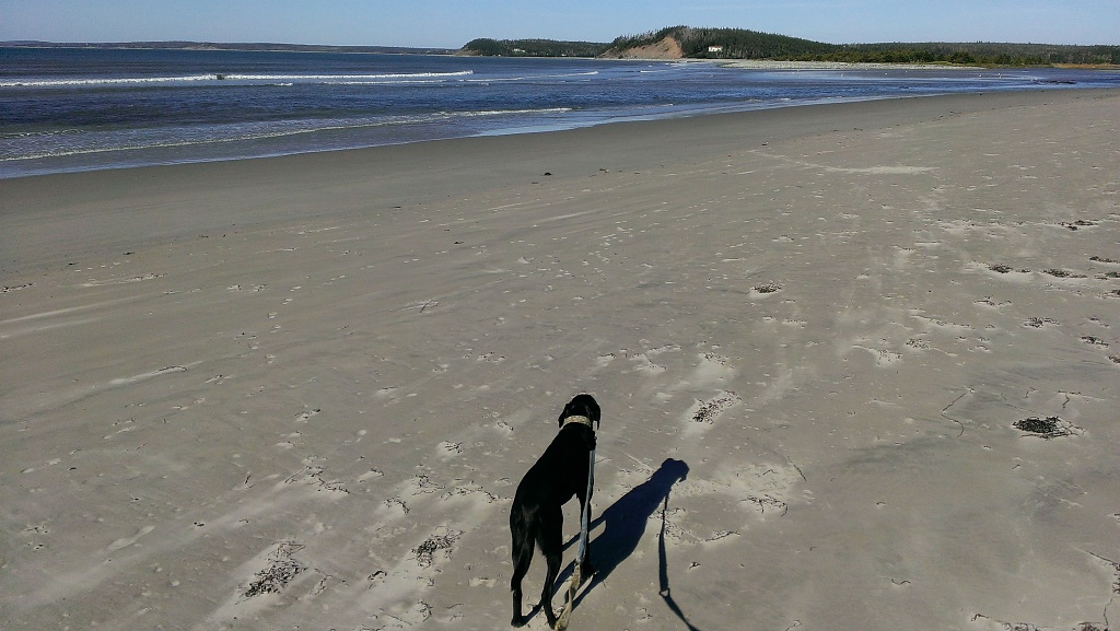 George Visits Clam Harbour Beach